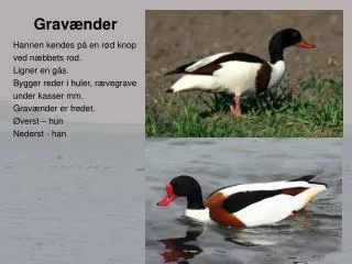 grav nder