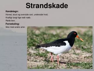 strandskade
