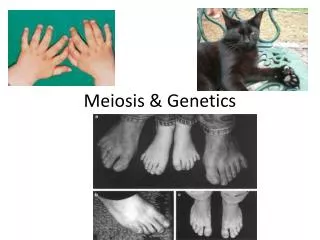 Meiosis &amp; Genetics