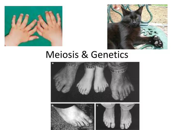 meiosis genetics