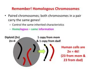 Remember! Homologous Chromosomes