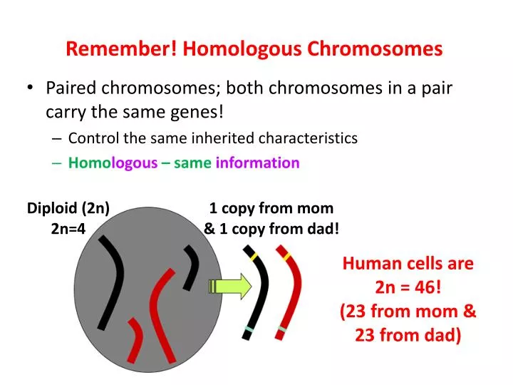 remember homologous chromosomes