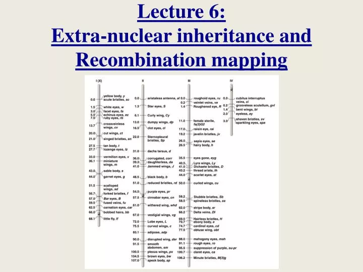 lecture 6 extra nuclear inheritance and recombination mapping