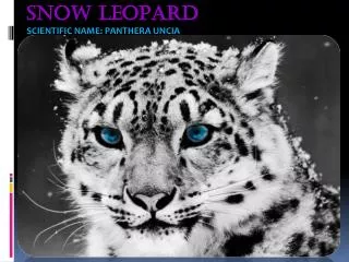Snow Leopard scientific name: Panthera uncia