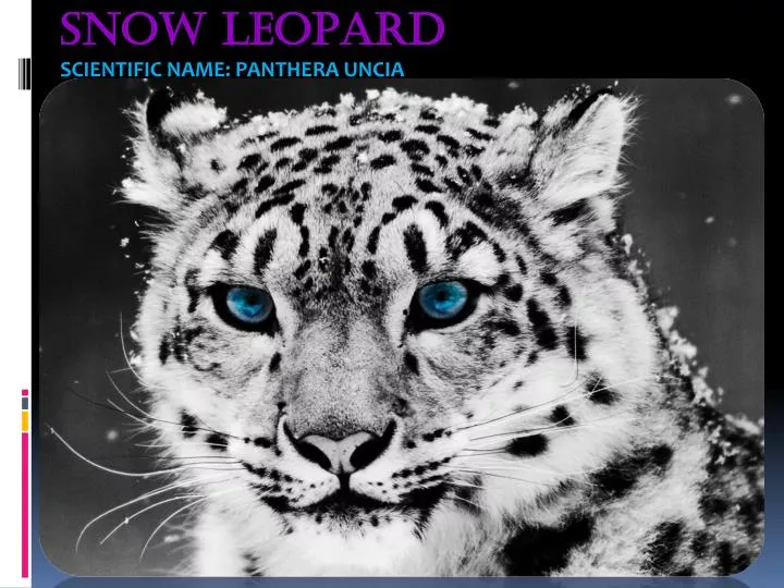 snow leopard scientific name panthera uncia