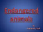 Endangered animals - slide 1