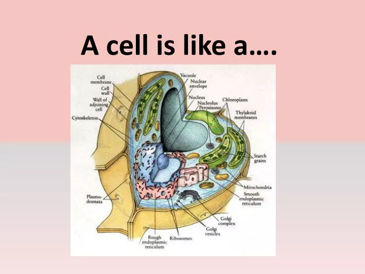 a cell is like a