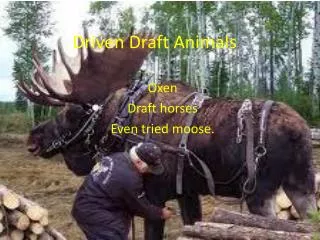 Driven Draft Animals