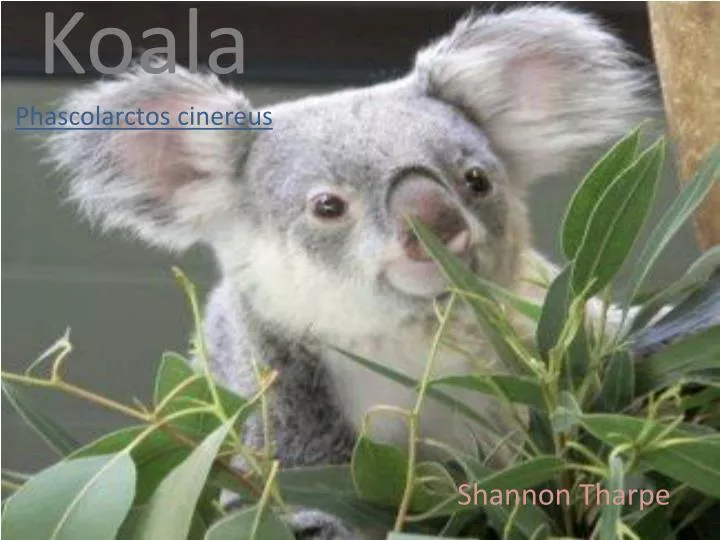 koala phascolarctos cinereus