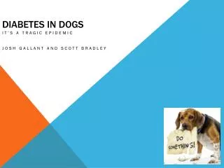 Diabetes In dogs