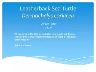 Leatherback Sea Turtle Dermochelys coriacea