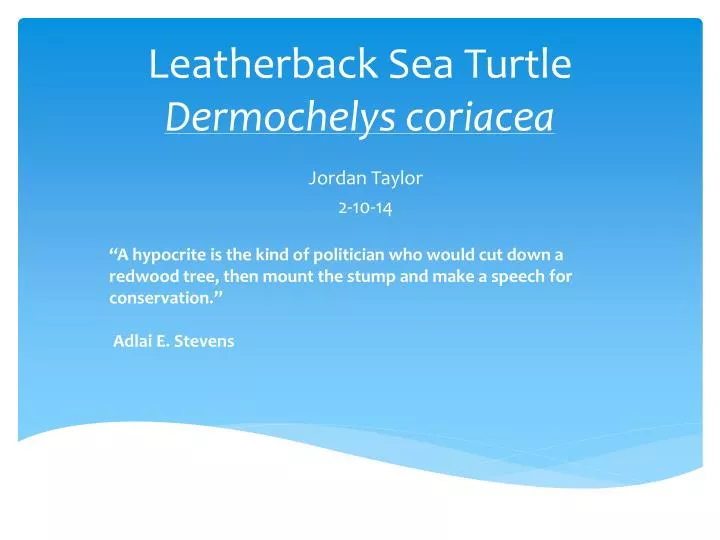leatherback sea turtle dermochelys coriacea