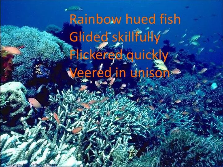 rainbow hued fish glided skillfully flickered quickly veered in unison