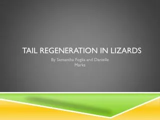 Tail Regeneration in lizards