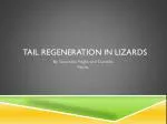 Tail Regeneration in lizards - slide 1