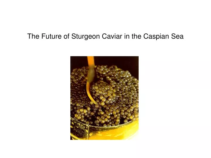 the future of sturgeon caviar in the caspian sea