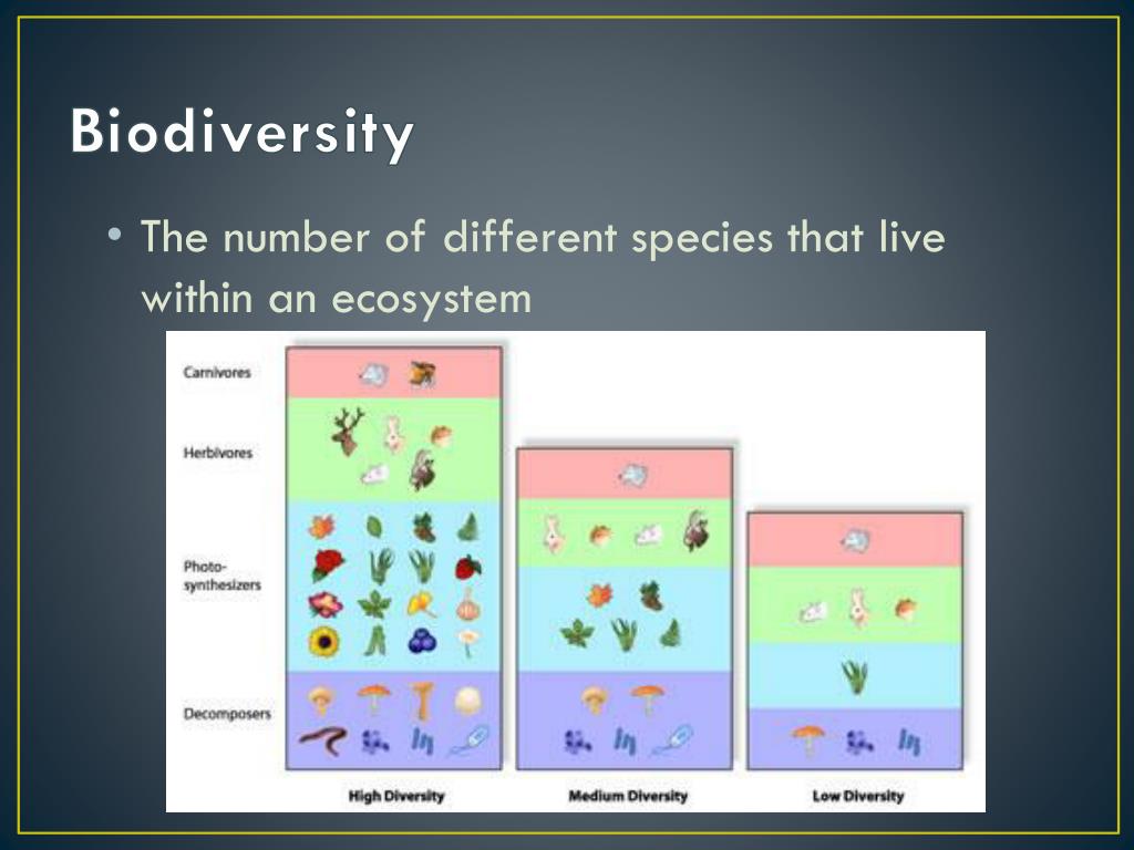 PPT - Biodiversity PowerPoint Presentation, free download - ID:1957492