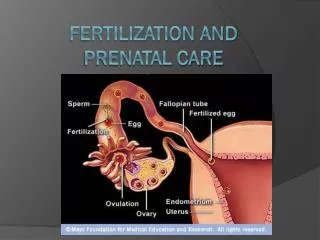 Fertilization and prenatal care