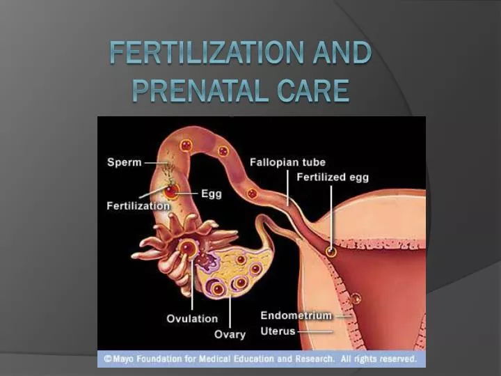 fertilization and prenatal care