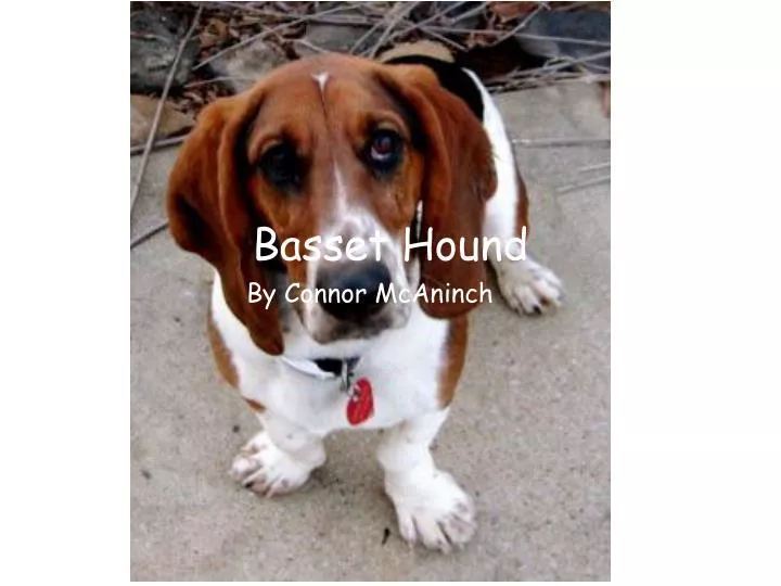 basset hound