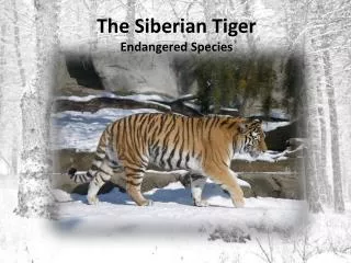 The Siberian Tiger Endangered Species