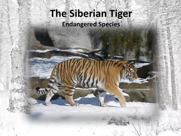 the siberian tiger endangered species