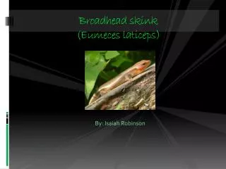 Broadhead skink (Eumeces laticeps)