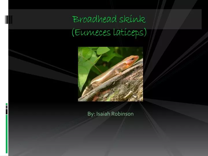 broadhead skink eumeces laticeps