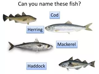 Can you name these fish?