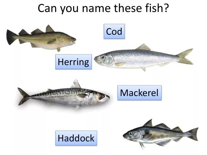 can you name these fish