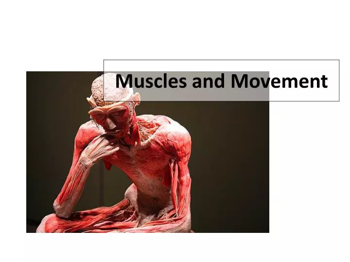muscles and movement