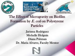 The Effect of Microgravity on Biofilm Formation by E. coli on Polystyrene Particles