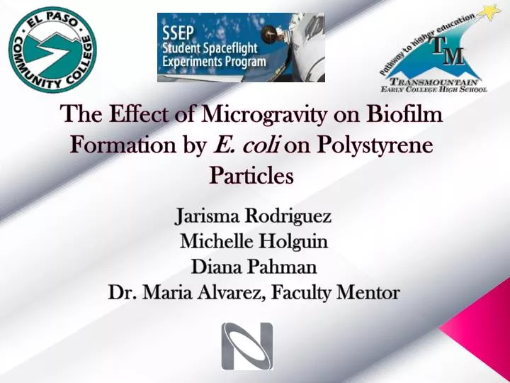 the effect of microgravity on biofilm formation by e coli on polystyrene particles