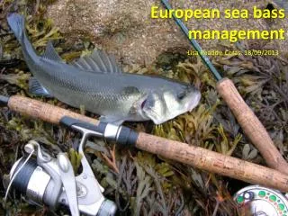 European sea bass management