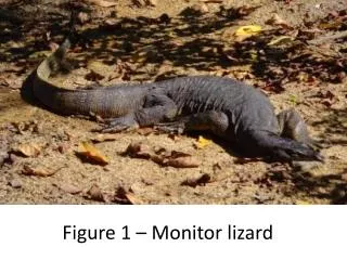 Figure 1 – Monitor lizard