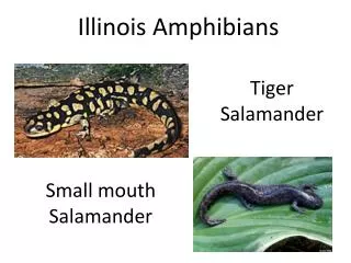 Illinois Amphibians