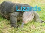 Lizards - slide 1