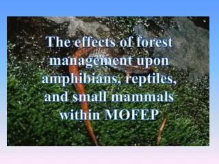 The effects of forest management upon amphibians, reptiles, and small mammals within MOFEP