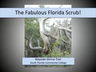 The Fabulous Florida Scrub!