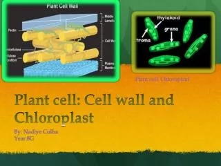 Plant cell: Cell wall and Chloroplast