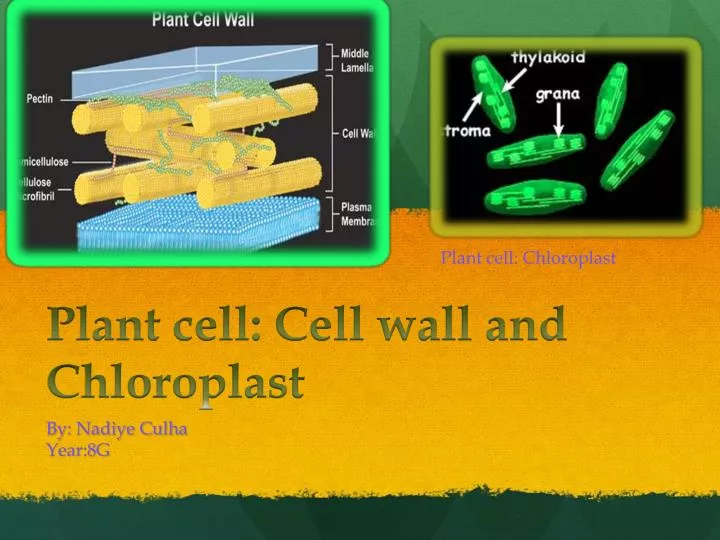 plant cell cell wall and chloroplast