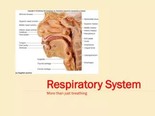 Respiratory System More than just breathing