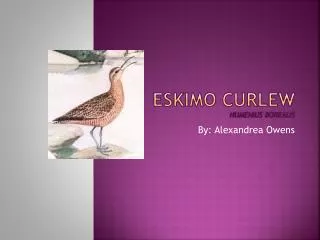 Eskimo Curlew Numenius borealis
