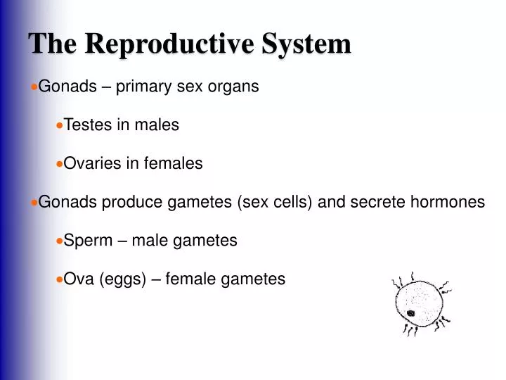 the reproductive system