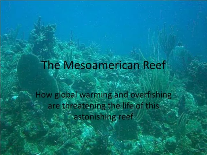 the mesoamerican reef