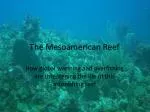 The Mesoamerican Reef - slide 1
