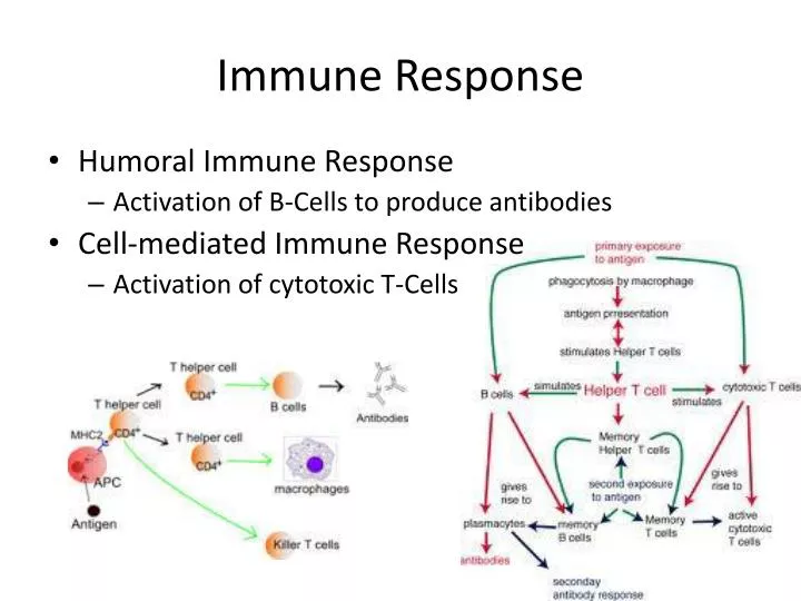 immune response