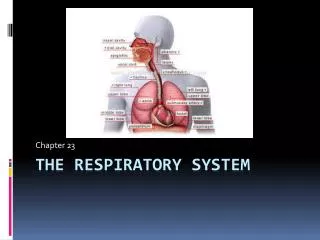 The Respiratory System