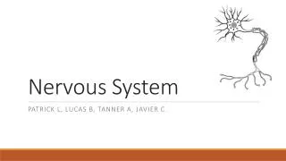 Nervous System