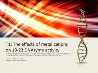 T1: The effects of metal cations on 10-23 DNAzyme activity